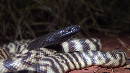 Obraz premium Black-headed Python Coiled on Red Earth, Western Australia