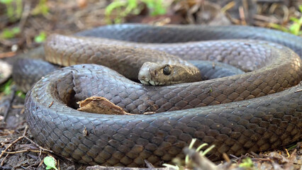 Fototapeta premium Dugite Snake Coiled on Forest Floor, Western Australia