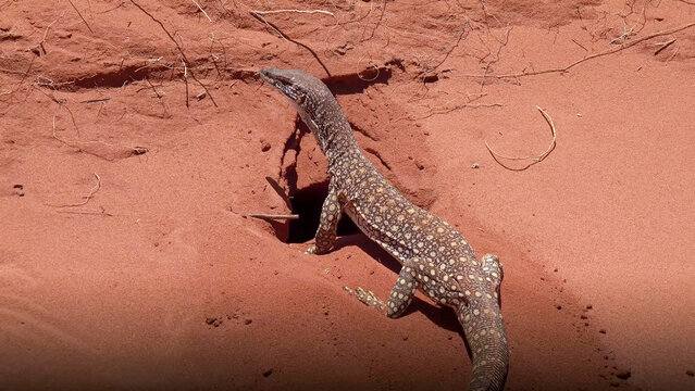 Sand Goanna Emerging from Burrow in Red Desert Sand, Western Australia