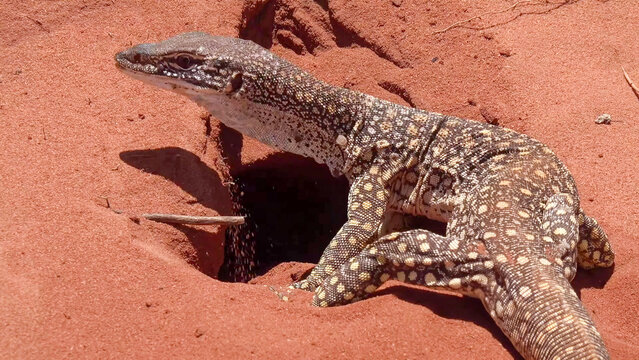 Sand Goanna Emerging from Burrow in Red Desert Sand, Western Australia