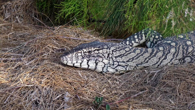Sand Goanna Resting on Dry Grass Among Native Scrub, Western Australia