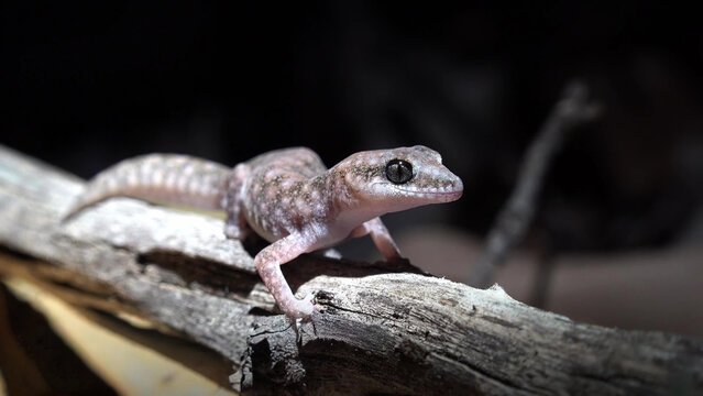Western Sand Plain Gecko Perching on Driftwood, Western Australia