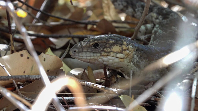 Shingleback Skink Resting Among Leaf Litter and Dry Twigs in Australian Bush Understorey