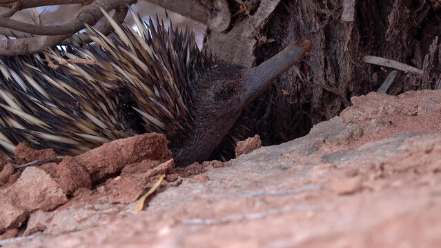 Short-Beaked Echidna Foraging Among Tree Roots and Red Sandy Soil in Western Australian Bush