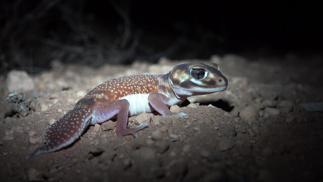 Smooth Knob-tail Gecko Resting on Sandy Desert Ground at Night, Western Australia