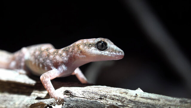 Western Sandplain Gecko Close-Up Portrait on Weathered Timber, Western Australia