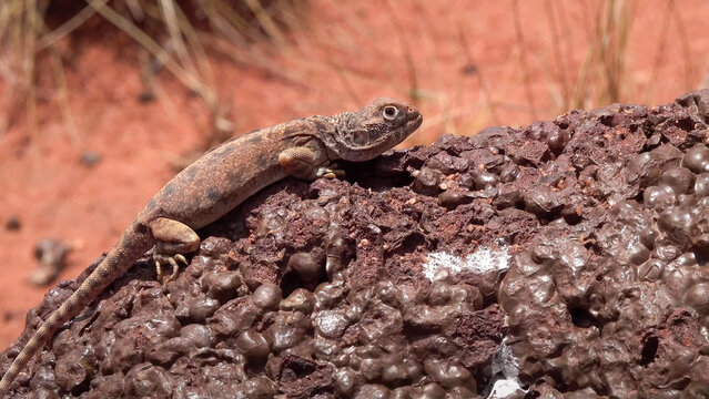 Western Ring-tailed Dragon Lizard Basking on Iron Rock in Australian Outback Desert