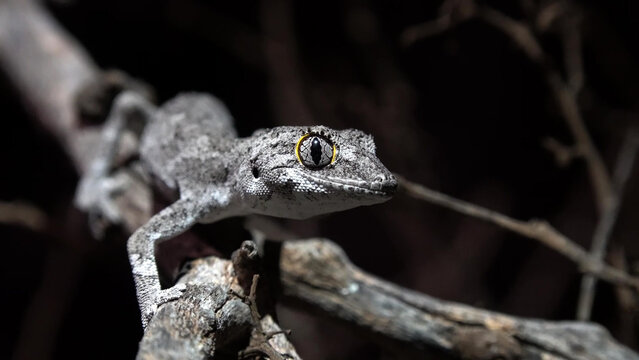 Western Spiny-tailed Gecko Close-up Portrait on Dry Branch, Western Australia