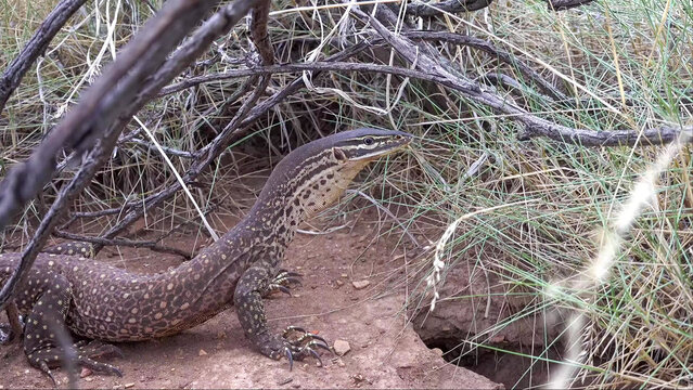 Yellow-spotted Monitor Lizard Resting Near Burrow in Australian Outback Scrubland