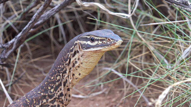 Yellow-spotted Monitor Lizard Close-up Portrait in Australian Outback Scrubland, Western Australia