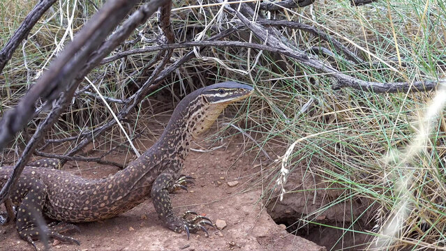 Yellow-Spotted Monitor Lizard Resting in Arid Scrubland Habitat, Western Australia