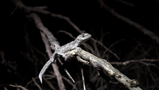 Western Spiny-tailed Gecko Perching on Dead Branch at Night, Western Australia