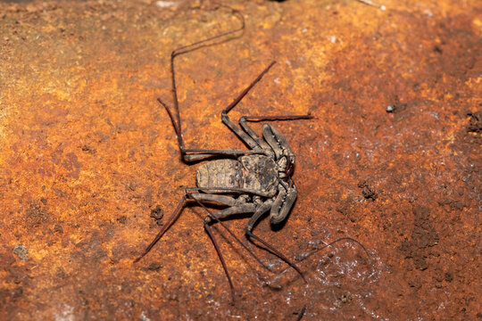 Closeup of an Eastern Whipspider (Damon annulatipes) camouflaged against a rock surface, KwaZulu-Natal, South Africa
