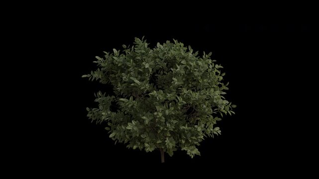 Common Boxwood Plant Swaying in Wind Loop Animation with Alpha Channel. Wind Blows The Shrub Plant Buxus Sempervirens. European Box Plant Leaves Swaying. Animated Hedge Branches Moving in Breeze