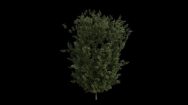Common Boxwood Plant Swaying in Wind Loop Animation with Alpha Channel. Wind Blows The Shrub Plant Buxus Sempervirens. European Box Plant Leaves Swaying. Animated Hedge Branches Moving in Breeze