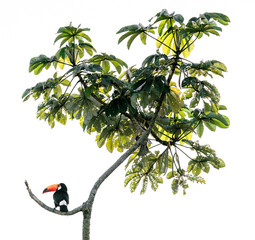 toucan in a tree  © Agata Carr