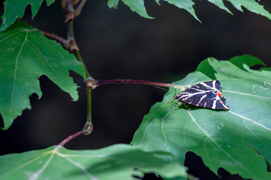 Butterflies rest on the leaves of Butterfly Valley in Rhodes