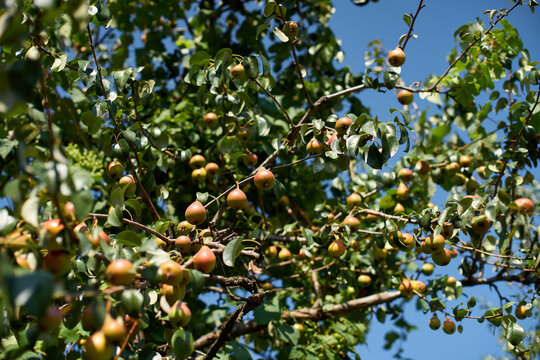 Close-up view of ripe fresh pears hanging on branches of a fruitful pear tree
