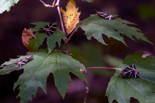 Butterflies rest on the leaves of Butterfly Valley in Rhodes