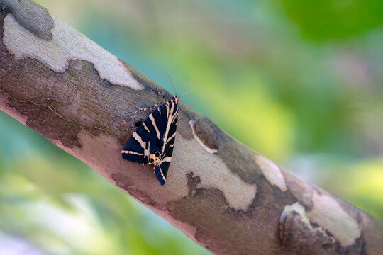 Butterflies rest on a branch in Butterfly Valley