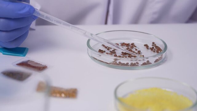 scientist analyzes the fluorescence of GM modifications in buckwheat seeds. Rapidly screen thousands of transgenic plant lines using machine vision and neural networks to select promising samples