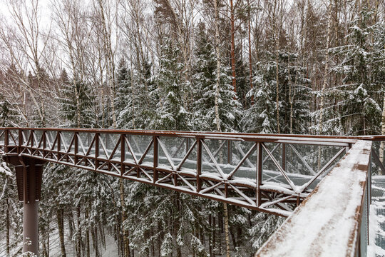 View of the Treetop Walking Path elevated among snow-covered pine and birch trees in a winter forest setting in Anyksciai, Utenos apskritis, Lithuania.