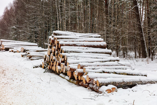 View of stacked logs covered in fresh snow in a winter forest in Anyksciai, Utenos apskritis, Lithuania.