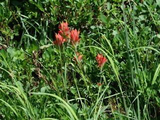Obraz premium Giant Red Indian Paintbrush (Castilleja miniata) Along Isabelle Glacier Trail, Colorado Rocky Mountains