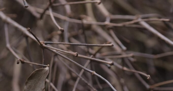 Close up of dry tree branches and tangled vines in outdoor nature background