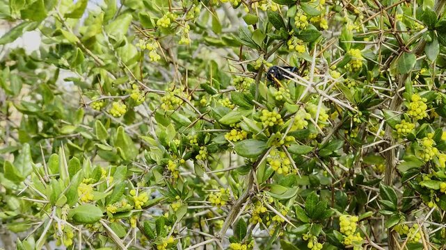 Native Cosila chilensis Wasp on Calafate or Michay Berberis Shrub Highlighting Chilean Flora and Fauna