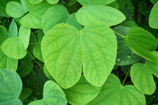 Orchid tree leaves (Bauhinia variegata) 