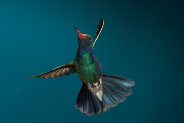 Broad-billed Hummingbird in flight © willtu
