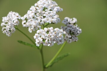 Achillea millefolium (common yarrow) medicinal plant blooming in a meadow © Rita Puteikytė