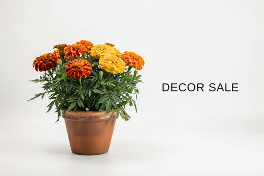 Vibrant orange and reddish-brown marigold flowers blooming profusely in a rustic terracotta pot with lush green foliage showcasing the beauty of a healthy potted plant arrangement for home decor