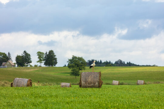 View of a white stork perched on a hay bale in a lush green field with scattered hay bales, trees, and a house under a cloudy sky in Kelme, Siauliai County, Lithuania.