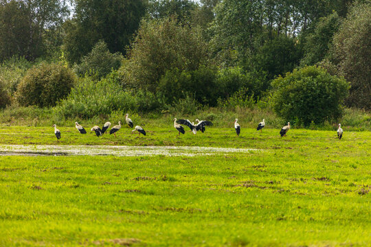 View of a flock of white storks foraging in a lush green meadow near a small pond with trees in the background in Kelme, Siauliai County, Lithuania.