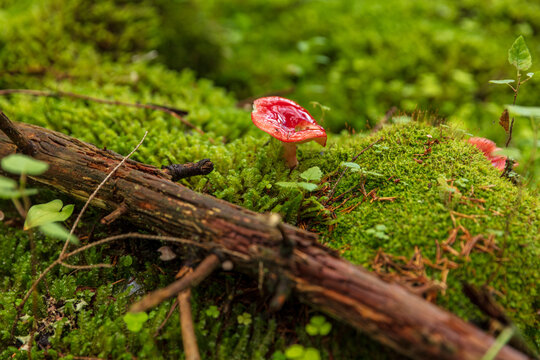 View of a vibrant red mushroom growing on a lush green mossy forest floor next to a weathered fallen tree branch in Varena, Alytus County, Lithuania.