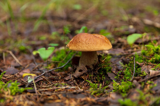 View of a porcini mushroom growing on the forest floor surrounded by moss, pine needles, and fallen leaves in Varena, Alytus County, Lithuania.