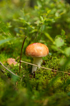 View of a mushroom with a smooth light brown cap growing in lush green moss on the forest floor in Varena, Alytus County, Lithuania.