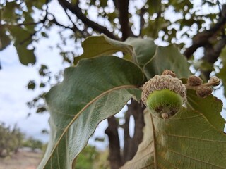 Close up of green acorn growing on oak tree branch for seasonal nature concept © Narayan