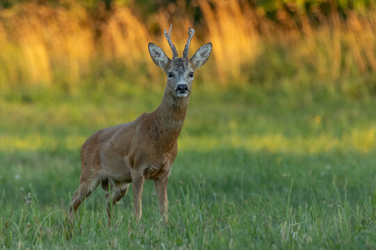 European roe deer buck (Capreolus capreolus) standing on a green meadow during golden hour at sunset. Roebuck urinating / marking territory while staring at the camera. 