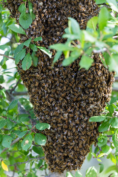 large swarm of dangerous bees flew away and covered a tree in the garden