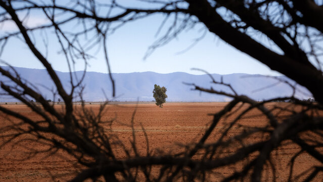 View of a solitary tree in the vast red earth of the Australian Outback, framed by dark foreground branches with distant mountains in Port Augusta, South Australia, Australia.