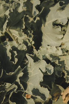 View of lush green kale leaves with ruffled edges growing in a garden in Saxby, Laane maakond, Estonia.