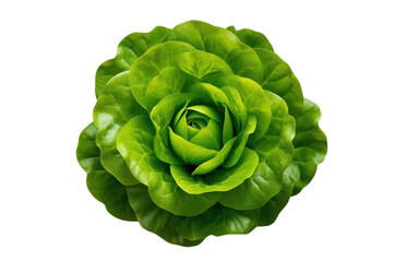 Fototapeta premium Fresh green butterhead lettuce viewed from above