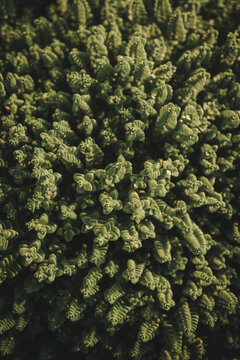 View of a dense cluster of green succulent leaves with intricate textures at Saxby rannik in Saxby, Laane maakond, Estonia.