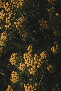 View of yellow tansy flowers blooming in the coastal landscape of Saxby rannik in Saxby, Laane maakond, Estonia.