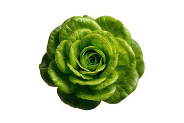 Obraz premium Compact fresh lettuce rosette with layered leaves