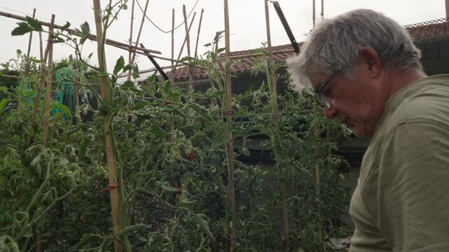 Home Gardener Checking Healthy Tomato Plant [180&deg; shutter angle Sony G from ProRes 442 25p 10 bit S-Log3]