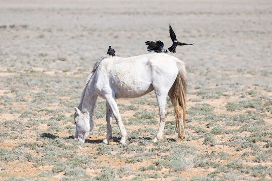 Eurasian Jackdaws (Coloeus monedula) collecting wool for a nest from the dorsum of a horse